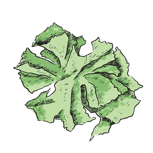 Lechuga de mar Lechuga de mar