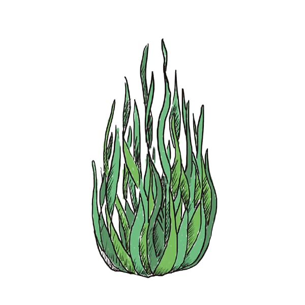 Espirulina Espirulina