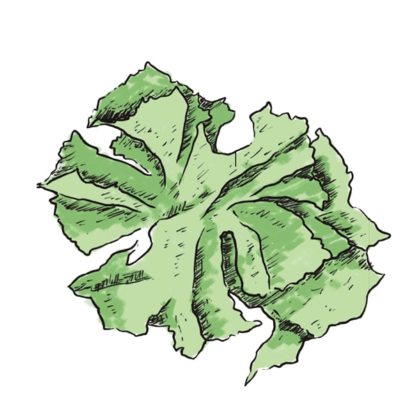 Lechuga de mar Lechuga de mar
