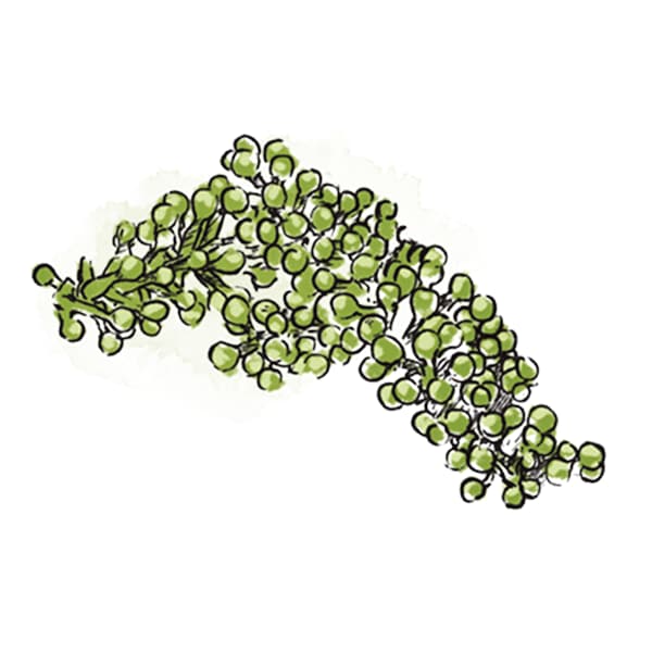 Caviar verde Caviar verde