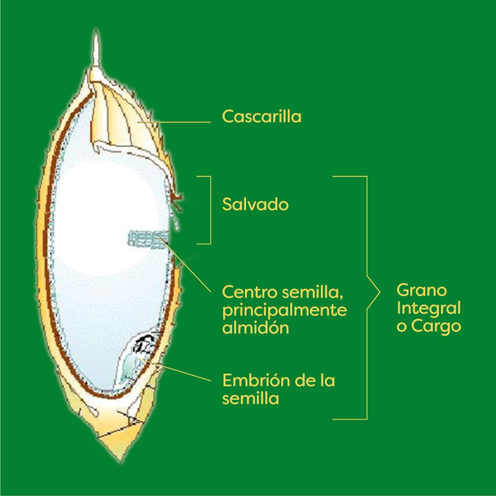 arroz arroz