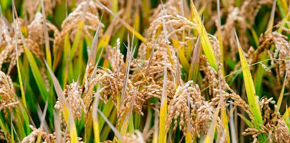 Curiosidades históricas del arroz
