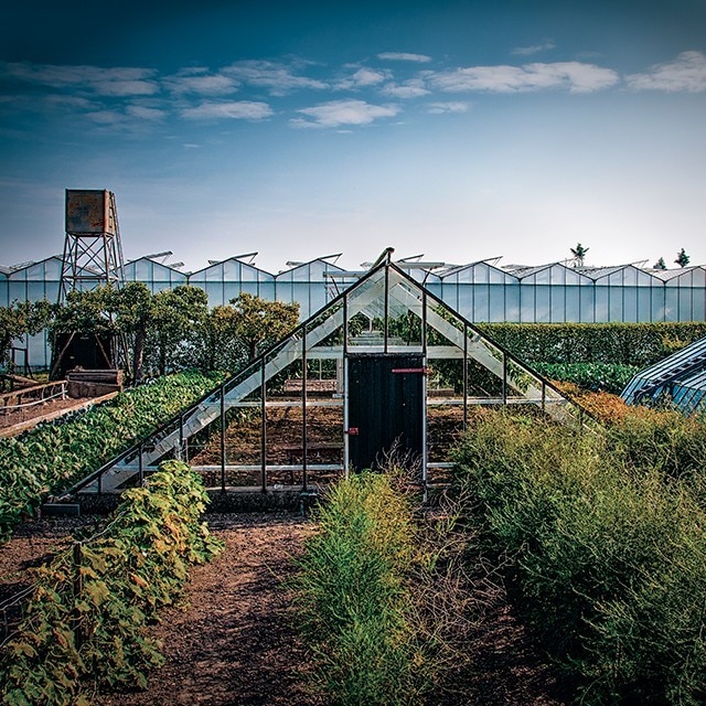 La Nueva Generación de Chefs se une a la revolución veggie