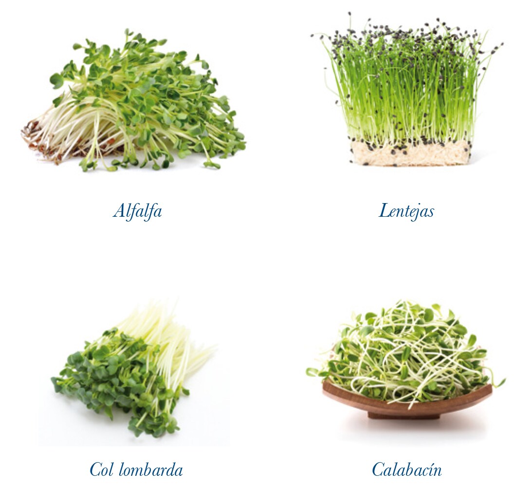 Germinados Germinados