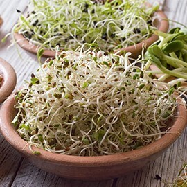 Los germinados Los germinados