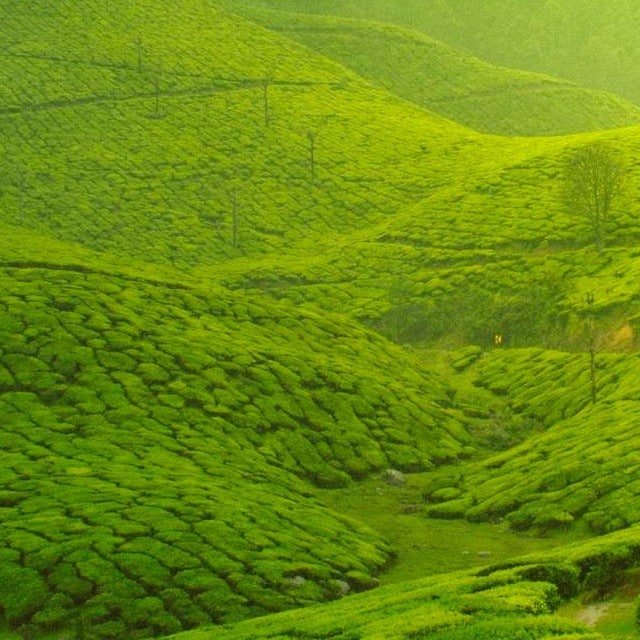 Historia y cultura del Té