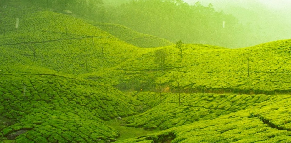 Historia y cultura del Té