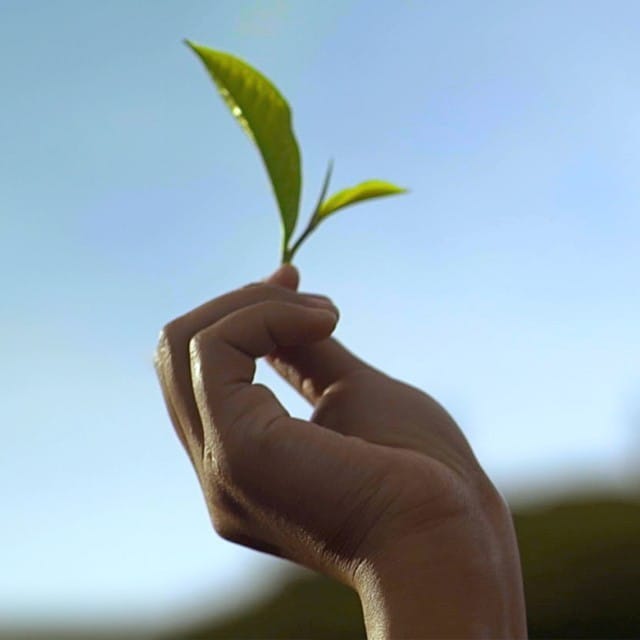 La hoja de Pure Leaf