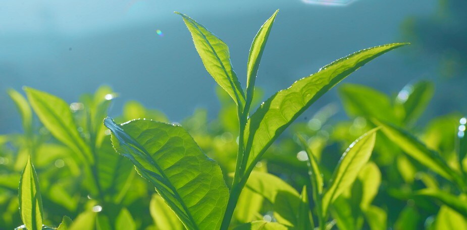 La hoja de Pure Leaf